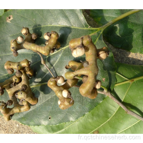 Fructus Noveniae aux herbes chinoises